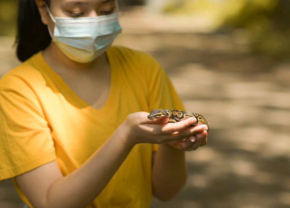 Woman with Ball python snake in hand.