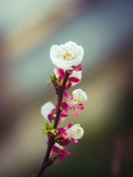 Apricot branch with blossoms
