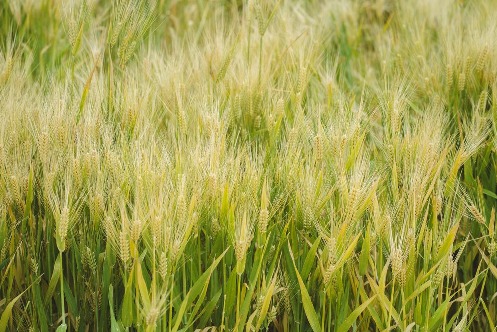 Wheat Field I