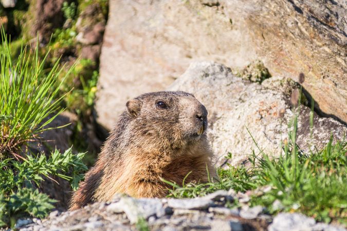 Cute marmot on meadow in Switzerland