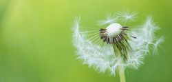 Banner of half a dandelion head on green background