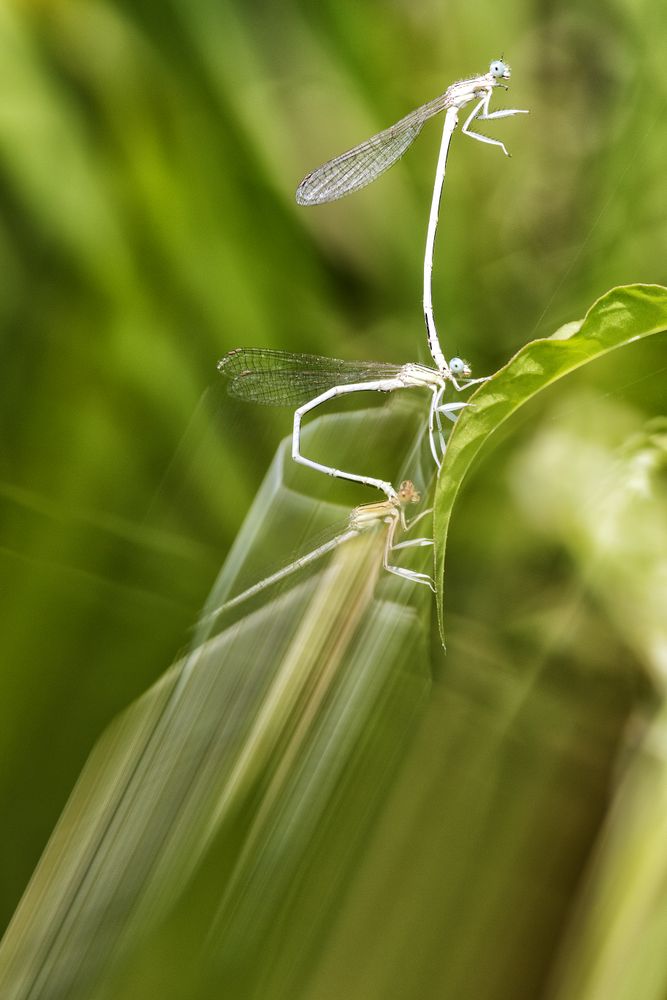 Defocused plants wild meadow
