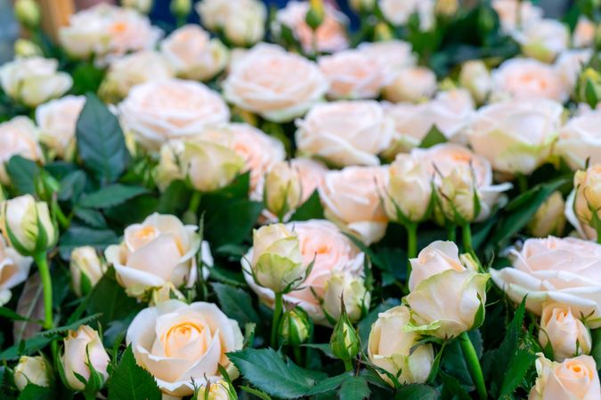 Light orange roses in bloom