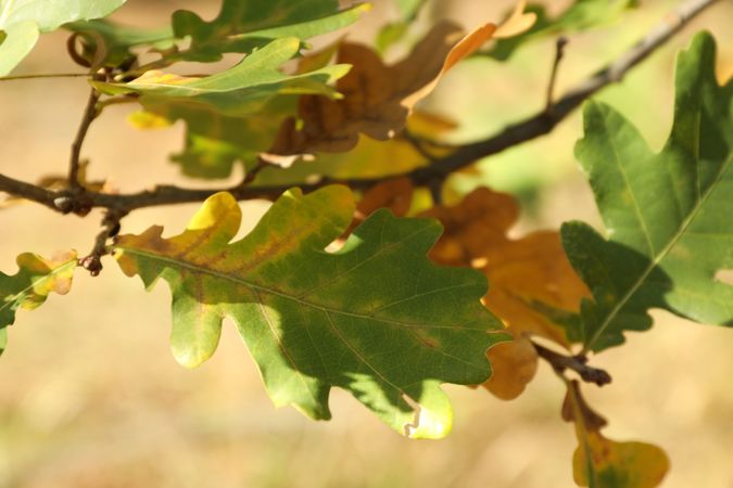 Branch with oak leaves, close up and space for text