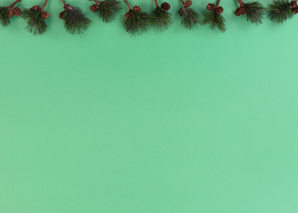 Christmas fir branches on green setting