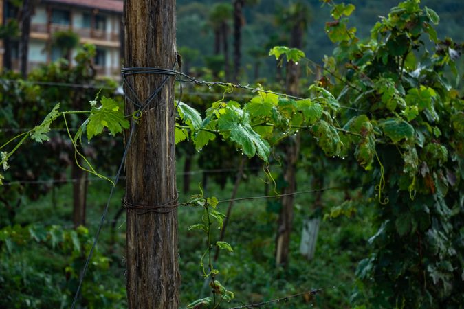 Vineyard in Georgia