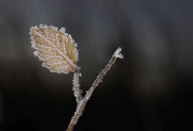 Closeup of a leaf with frost  formation