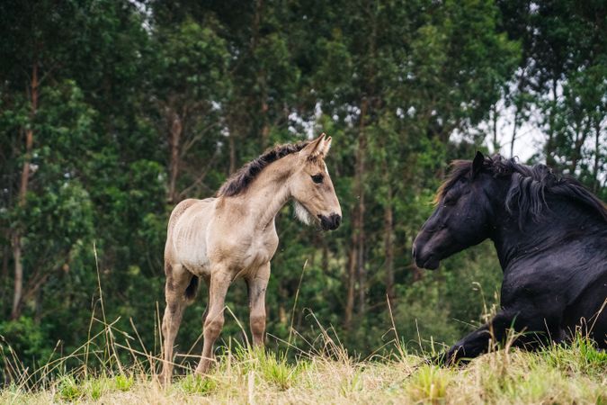 horse with foal grazing on lawn