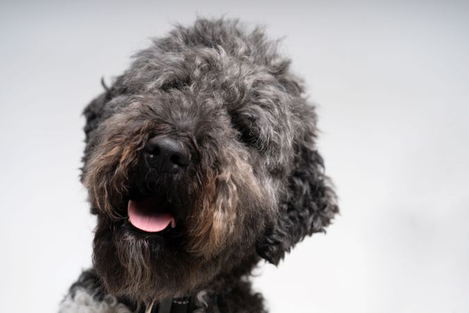 Portrait of face of fluffy king poodle 