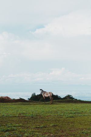Horse on green lawn in countryside