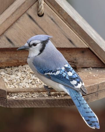 Blue jay beside brown wooden bird's house