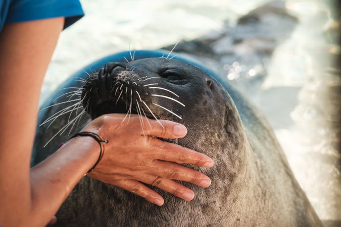 Crop person caressing Harbor seal