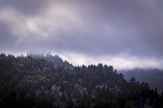 Overcast day over green trees on a hill