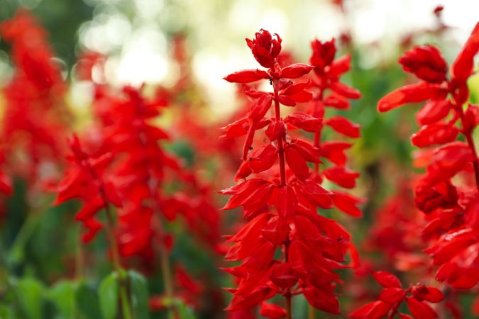 Beautiful red Salvia flowers outdoor in park