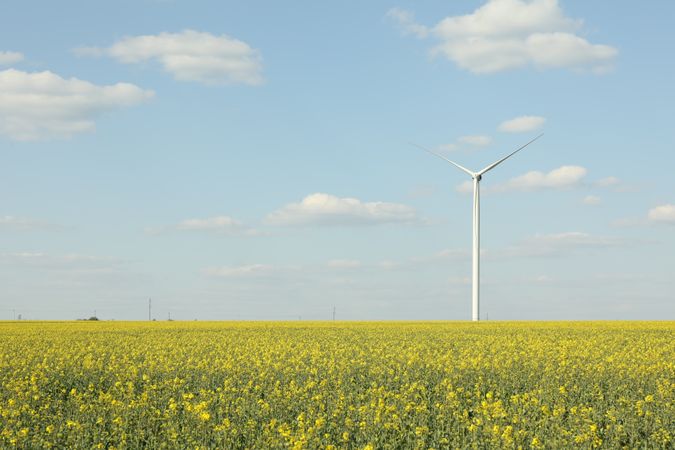 Beautiful rapeseed field with windmills against blue sky
