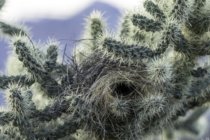 Cactus Wren nest in Tucson, Arizona
