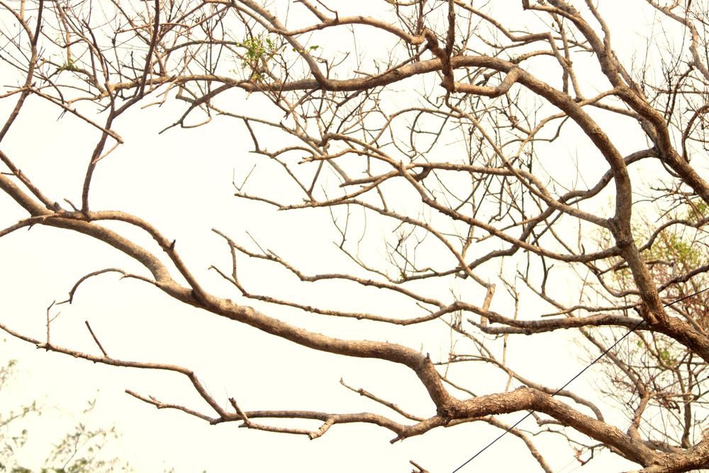 Bare tree branches