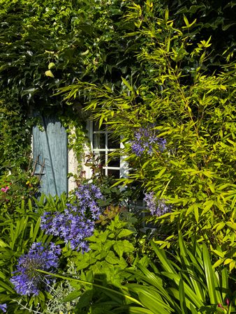 Detail of front window of overgrown house front on Rue de la Motte, La Couarde-sur-Mer, France