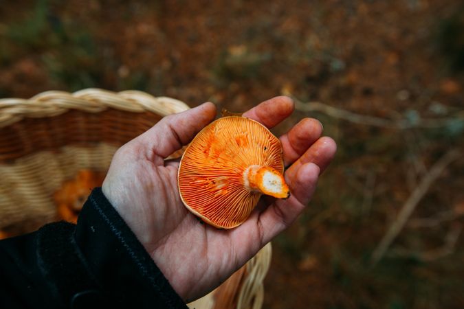 Hand holding wild mushroom