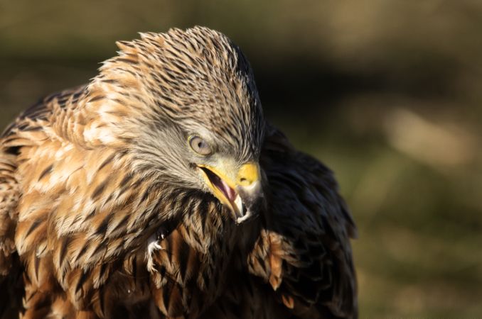 Furious wild eagle closeup