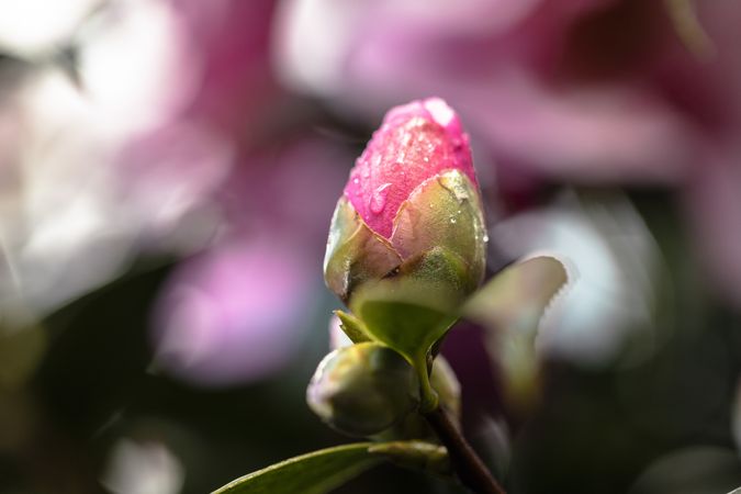 Pink flower bud about to boom