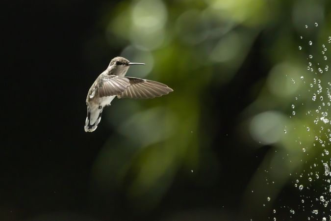 Hummingbird in Flight