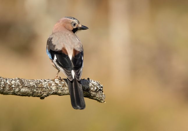 Wonderful bird on wooden twig