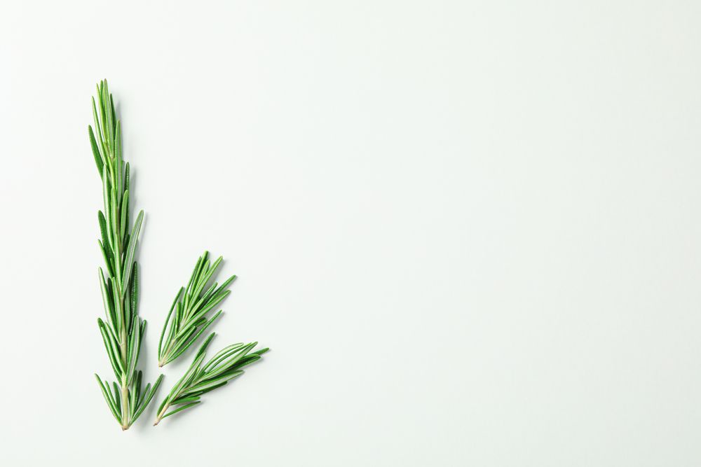 Flat lay composition with rosemary on plain background, space for text