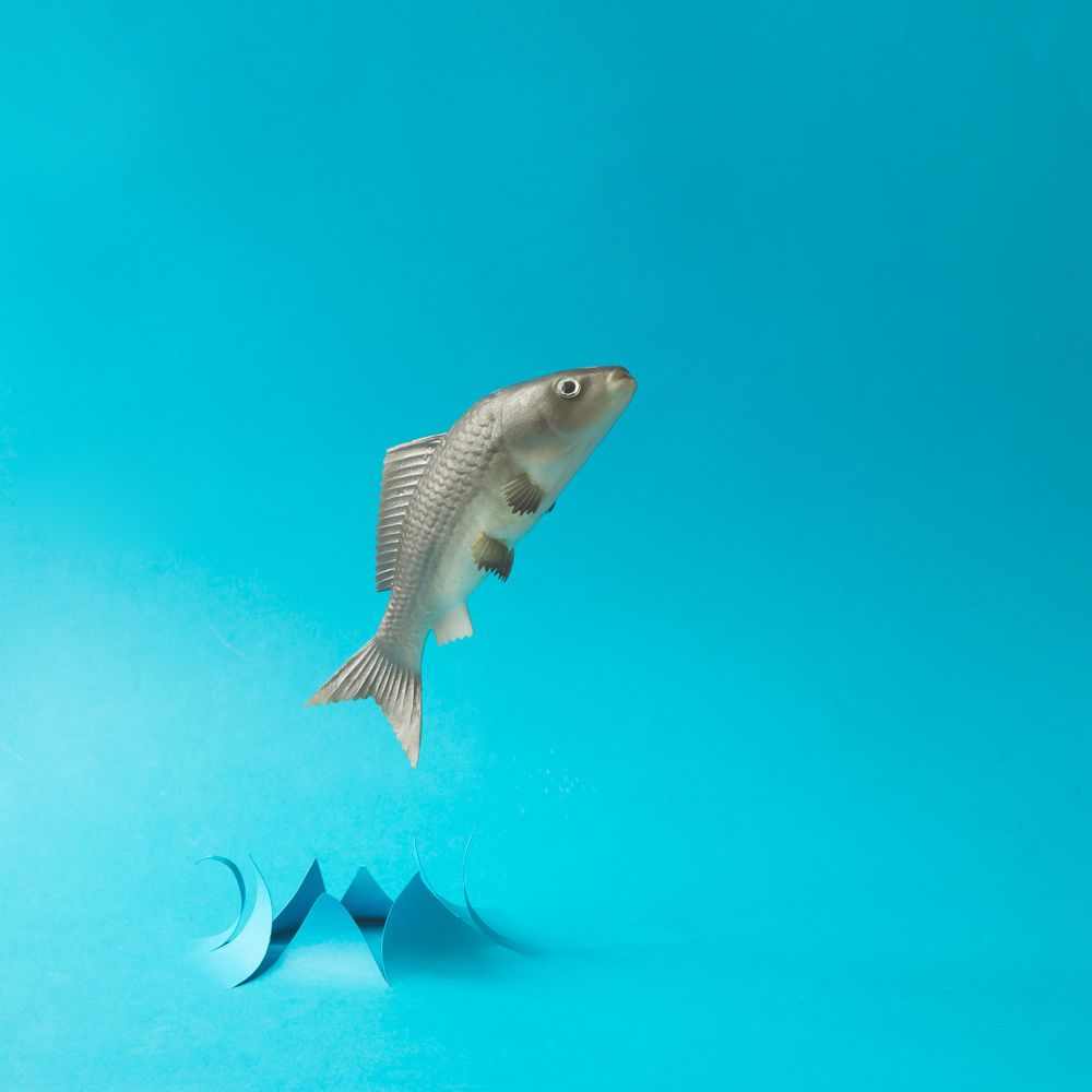 Fish jumping out of water