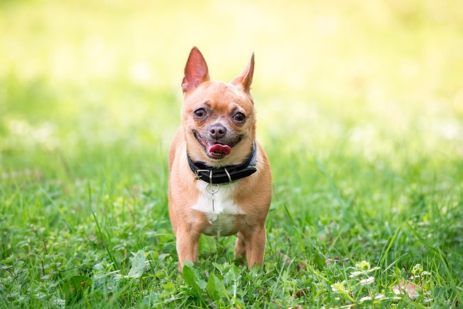Brown small dog on green grass field during daytime