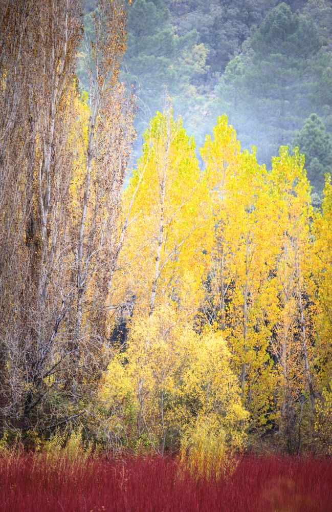 Blurred trees in forest