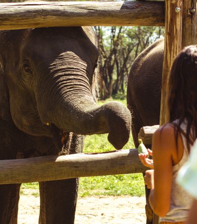 Woman feeding an elephant