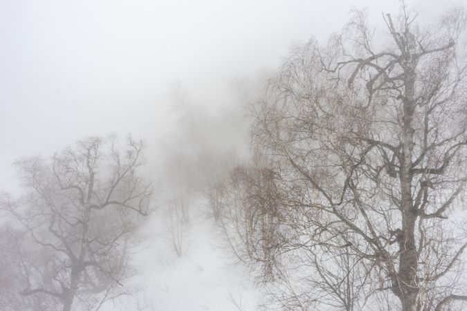Wintry cold forest on snowy day in Caucasus mountains