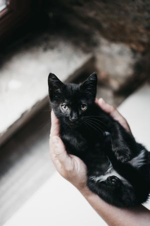 Crop hands holding kitten