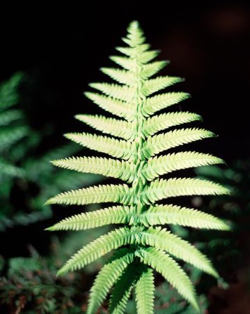 Close up a fern leaf