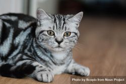 Domestic short-haired silver cat on brown parquet 4dkpa5