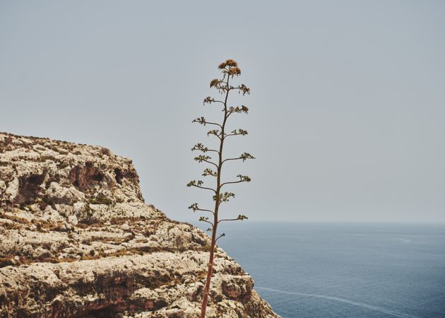 Single plant growing in front of cliff above the Mediterranean Sea