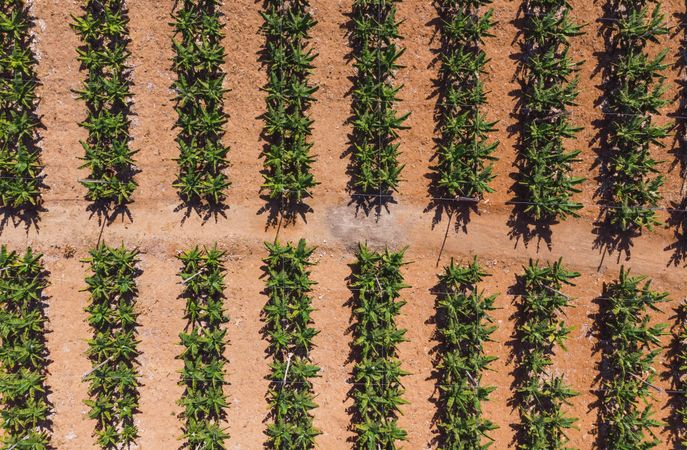 Plantation of bananas from above