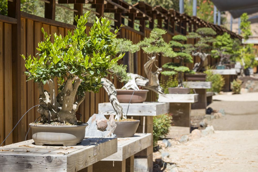 Variety of Bonsai Trees on Display