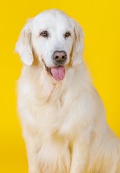 friendly dog with tongue hanging out