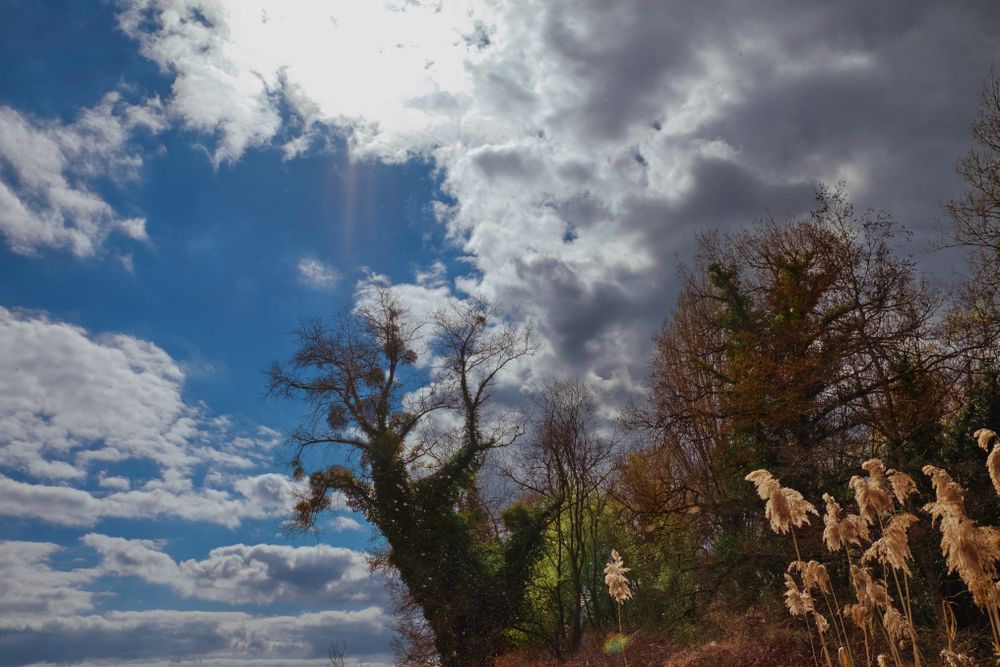 Mossy tree at the edge of a river under the blue sky on a cloudy day