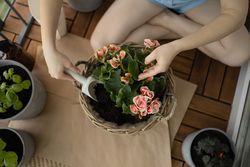 Unrecognizable woman transplants flowers