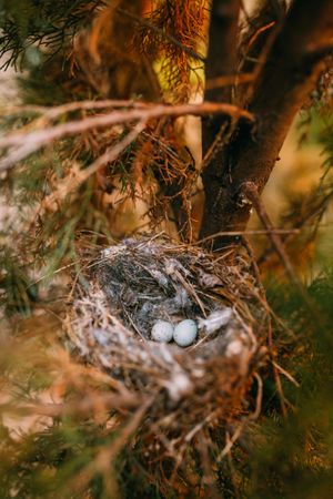 Bird nest on conifer tree