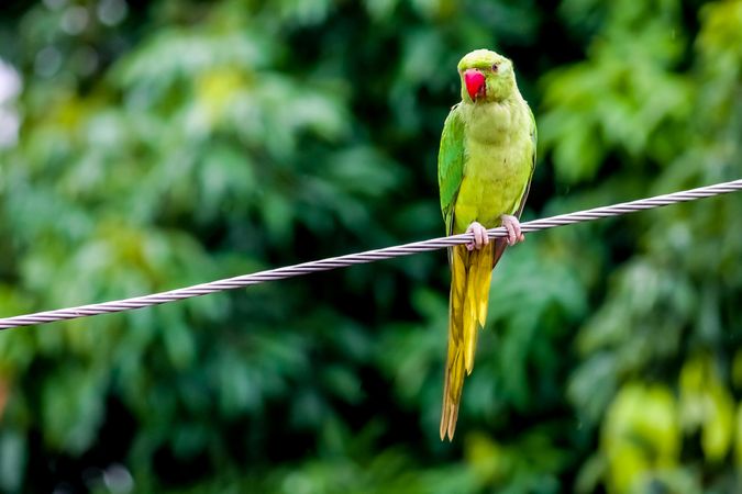 Green and yellow parrot on wire