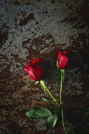 red roses with dark background