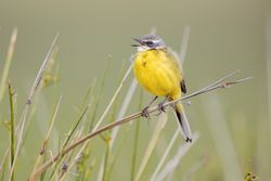 Wild bird on twig between plants