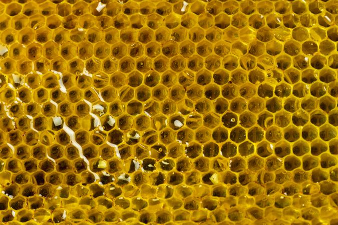 Honeycomb with golden honey