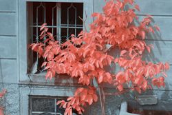 Infrared trees near suburban houses