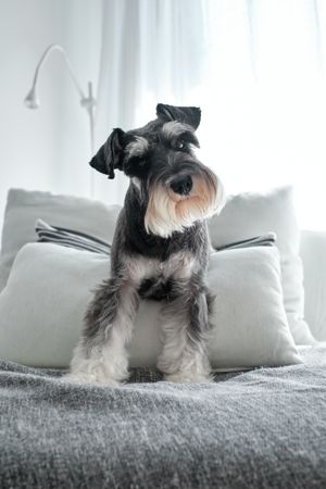 Cute purebred dog sitting on cushions
