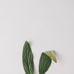 Bunny rabbit ears made of natural green leaves on bright background
